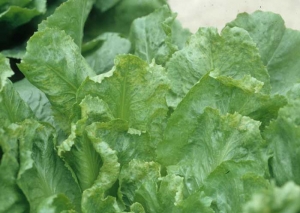Chicories are also affected;  this escarole shows a fairly intense mosaic.  <b> Dandelion yellow mosaic virus </b> (<i> Dandelion yellow mosaic virus </i>, DaYMV)