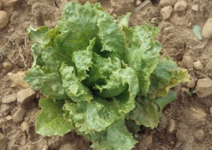 A necrotic mosaic is developing on this young lettuce affected by the <b> chicory necrotic mosaic virus </b> (<i> Endive necrotic mosaic virus </i>, ENMV).