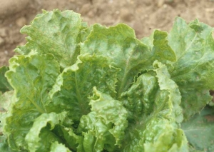 A closer look at the leaves reveals the mosaic and the numerous necroses on or near the veins.  <b> Chicory necrotic mosaic virus </b> (<i> Endive necrotic mosaic virus </i>, ENMV)