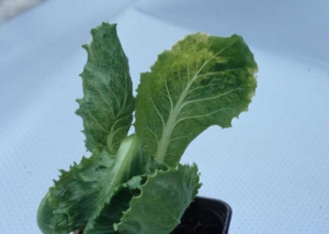 This young inoculated lettuce also shows nerve clarifications.  <b> Chicory necrotic mosaic virus </b> (<i> Endive necrotic mosaic virus </i>, ENMV)