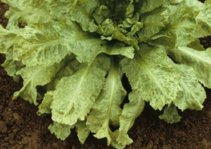 A yellow mosaic mainly affects the lower and middle leaves of this escarole.  <b> Turnip mosaic virus </b> (<i> Turnip mosaic virus </i>, TuMV)