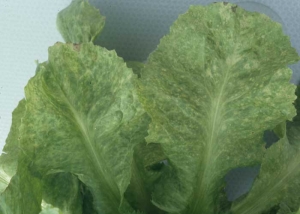 The morphological variability of the chlorotic lesions is well highlighted on these two salad leaves.  They are small, sometimes circular.  <b> Turnip mosaic virus </b> (<i> Turnip mosaic virus </i>, TuMV)