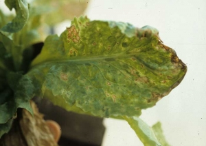 Eventually, brown to brown necrotic spots appear in the most chlorotic sectors of the limbus.  <b> Turnip mosaic virus </b> (<i> Turnip mosaic virus </i>, TuMV)