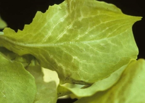 On this young lettuce leaf, there is a yellowing of the blade starting from the veins.  <b> Phytotoxicity </b>