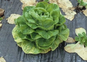 Once infected, the number of affected leaves will increase as the lettuce develops.  Yellow spots appear between the veins at first.  Subsequently, we can speak of interveinal chlorosis.  <b> Beet western yellows virus </b> (<i> Beet western yellows virus </i>, BWYV) and <b> beet pseudo-yellows virus </b> (<i > Beet pseudo-yellows virus </i>, BPYV)