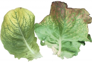 The chlorotic parts of the leaf blade sometimes take on a reddish tint.  This is the case, for example, in periods of low temperatures.  <b> Beet western yellows virus </b> (<i> Beet western yellows virus </i>, BWYV) and <b> beet pseudo-yellows virus </b> (<i > Beet pseudo-yellows virus </i>, BPYV)