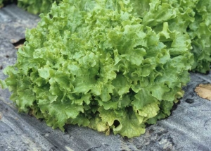 On batavia, as on lettuce, the lower leaves turn yellow first.  <b> Beet western yellows virus </b> (<i> Beet western yellows virus </i>, BWYV) and <b> beet pseudo-yellows virus </b> (<i > Beet pseudo-yellows virus </i>, BPYV)