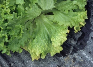 There is always yellowing between the veins of the leaf blade, the veins remaining green.  <b> Beet western yellows virus </b> (<i> Beet western yellows virus </i>, BWYV) and <b> beet pseudo-yellows virus </b> (<i > Beet pseudo-yellows virus </i>, BPYV)