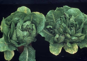 On romaine, yellowing is also observed between the veins of the leaf blade, the veins remaining green.  <b> Beet western yellows virus </b> (<i> Beet western yellows virus </i>, BWYV) and <b> beet pseudo-yellows virus </b> (<i > Beet pseudo-yellows virus </i>, BPYV)