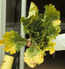 Even yellowing of the tips of old leaves.  <b> Phytotoxicity </b>