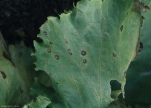 The spots, initially damp, quickly turn brown;  a central area remains clear.  <b> <i> Cercospora longissima </i> </b> (Sigatoka, "<i> cercospora </i> leaf spot")