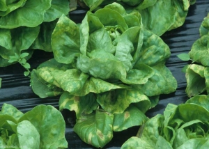 The lower and middle leaves of this lettuce are covered with yellow and / or necrotic spots.  <b> <i> Bremia lactucae </i> </b> (downy mildew)
