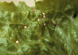 The spots on the leaves can split quite quickly.  <b> <i> Microdochium panattonianum </i> </b> (anthracnose, "shot-hole")