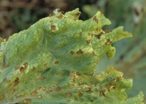 When conditions are wet, the spots take on a rusty brown tint.  <b> <i> Microdochium panattonianum </i> </b> (anthracnose, "shot-hole")