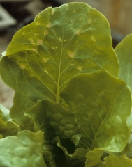 A few chlorotic lesions which quickly become necrotic develop near the veins of this lettuce leaf.  <b> Phytotoxicity </b>