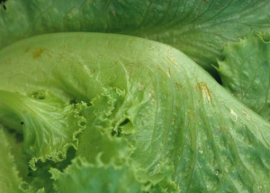 In altered leaf areas, elongated orange necrosis can be seen on the blade, associated with the presence of thrips.
 <b> Thrips damage </b>