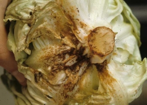 Several ribs of this lettuce are dotted with or even covered with numerous small, elongated rust-brown lesions.  <b> <i> Thanatephorus cucumeris </i> </b> (<i> Rhizoctonia solani </i>, "bottom rot")