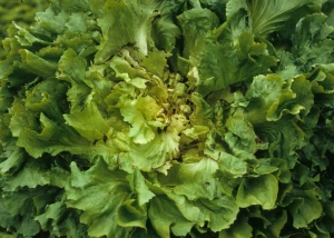 Several leaves from the heart of this escarole show peripheral blackening.  <b> <i> Pseudomonas </i> spp. </b>