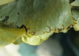 Moist and translucent lesions darken and gradually spread to the periphery of this lettuce leaf, all the more so if the ambient humidity persists.  Such symptoms can occur as a result of "tip-burn" damage on which bacteria can settle.  <b> <i> Pseudomonas </i> spp. </b>