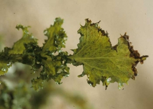 This curly chicory leaf, mosaicked by <b> Lettuce mosaic virus </b> (<i> Lettuce mosaic virus </i>, LMV), gradually necroses from the periphery of the leaf blade.