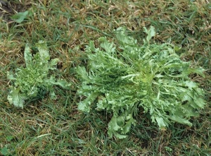 Various soil-borne parasitic microorganisms, by altering the root system of lettuce, disrupt their growth.  This is the case of the curly chicory located on the left, the root system of which is strongly attacked by <b> <i> Thielaviopsis basicola </i> </b> (<i> Chalara elegans </i>, "black root rot ").