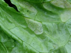 The sporulation of <b> <i> Bremia lactucae </i> </b> (salad mildew, downy mildew) is clearly visible under this salad leaf.