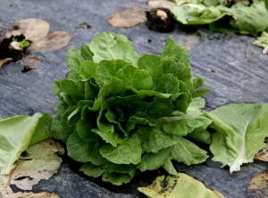 The leaves of this lettuce are smaller and thicker.  They are also slightly distorted and dull.  <b> Genetic anomaly </b>
