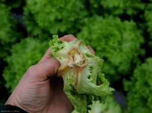 Lettuce plant attacked by <b> <i> Sclerotinia </i> spp. </b> (sclerotinioses, <i> sclerotinia </i> drop)