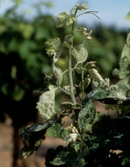 The flag symptom is characteristic of <i> <b> Erysiphe necator </b> </i>: the internodes are shortened and the leaves are curled up.