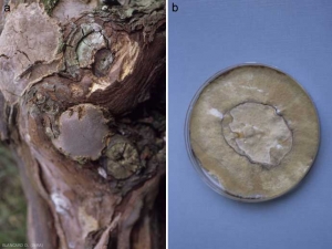 <b> <i> Fomitiporia </i> sp. </b> can produce flattened pinkish-brown carpophores on wood (a).  The mycelium of this fungus isolated in a petri dish is characterized by its ocher color (b).