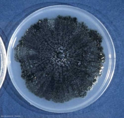 In Petri dishes, <b> <i> Guignardia bidwellii </i> </b> is characterized by a black-greenish, slow-growing mycelial colony.