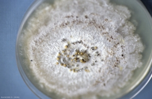 <b> <i> Phomopsis viticola </i> </b>: culture on agar medium;  pycnidia appear in darker regions.  They are dark and conidia come out in masses in the form of a creamy, yellowish mucus.