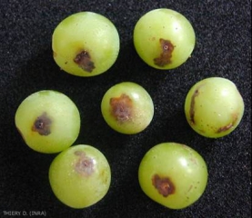 Perforations of the berries before veraison, clues which reveal the presence of Eudémis caterpillars.