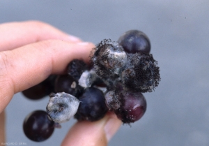 <b> <i> Aspergillus niger </i> </b> has sporulated heavily on many berries, these appear somewhat charcoal.