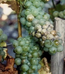 The berries in this cluster that were affected by <i> <b> Rhizopus stolonifer </b> </i> have changed color: they have become beige.