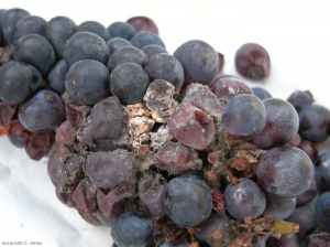 The extension of <i> <b> Trichothecium roseum </b> </i> on this cluster has remained limited to that of <i> Botrytis cinerea </i>.  We can clearly see its pink sporulation in the heart of the gray mold.  (pink mold)