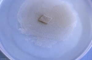 <i> <b> Trichothecium roseum </b> </i>: appearance of a colony on malt-agar medium.