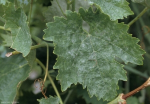 The <i> <b> Erysiphe necator </b> </i> mycelium now covers the entire blade of this leaf which has a tendency to deform.