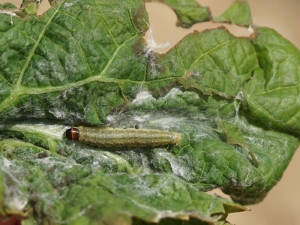The <b> <i> Sparganothis pilleriana </i> </b> caterpillar has a black head and a gray-beige body.