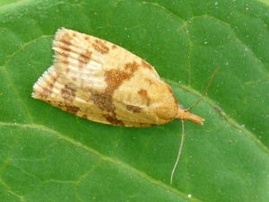The adult of <b> <i> Sparganothis pilleriana </i> </b> is easily recognizable compared to other grape berry moths because it is larger.  At rest, its wings are arranged in a triangle.
