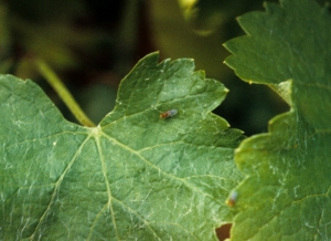 <b> <i> Drosophila </i> sp. </b>: vinegar fly on a vine leaf.