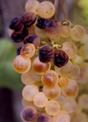 The alterations on <b> <i> Alternaria </i> sp. </b> clusters are slow onset and cause the berries to brown.