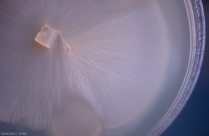 This colony of <b> <i> Aureobasidium </i> pullulans </b> on malt-agar medium is shaved, has a wet appearance and a pink color at first.