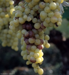 Several berries located in the central part of this grape show moist, radial rot starting from a tiny lesion.  The latter, which gave rise to the name "bite" in the region of Moissac (France), is caused by <b> <i> Botrytis cinerea </i> </b>.