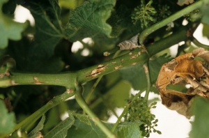 Several beige to brownish lesions, sometimes canker, formed on this twig at the level of the hailstones impact areas.  <b> Hail damage </b>