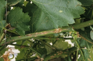On this well affected branch, longitudinal bursts developed in the days following the first <b> hail damage </b>.