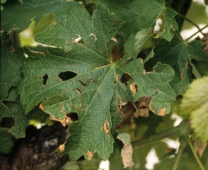 On this sheet the impact of hailstones is clearly visible: holes and tears dot the blade.  <b> Hail damage </b>