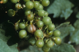 A few berries turned brown in the areas of the hailstones, then split locally.  <b> Hail damage </b>