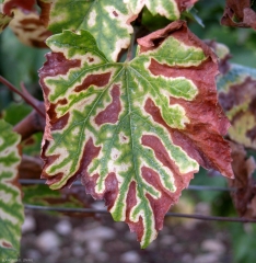 Yellowing and drying of the veins, very characteristic of <b> esca </b>, manifested on a white grape leaf.