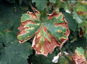 On white grape variety, <b> Esca </b> produces drying out of parts of leaves edged with yellow discoloration.  <b> Esca </b>.